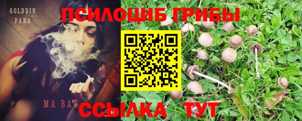 Псилоцибиновые грибы Cubensis Кузнецк